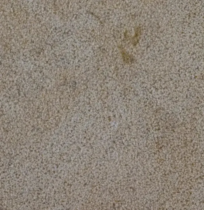 Taza Bouchardé – Image 1